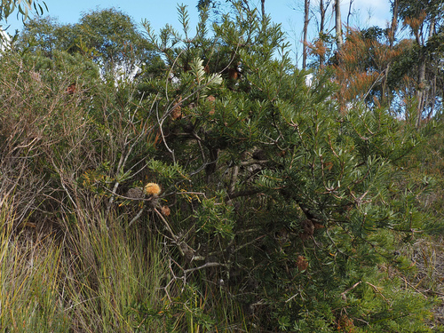 Banksia marginata, photograph 2