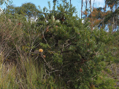Banksia marginata, photograph author not stated, no rights reserved