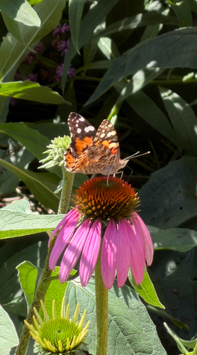 Painted Lady