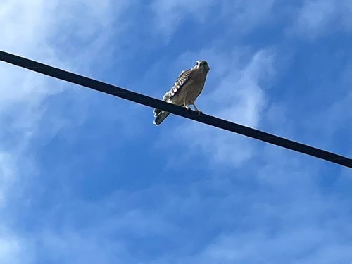 Red-shouldered Hawk