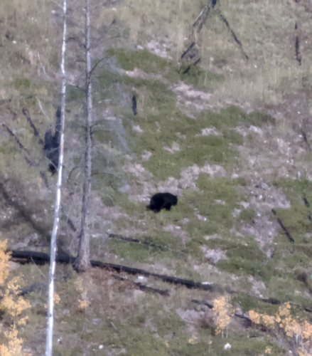 Black Bear sighting near Banff National Park, AB