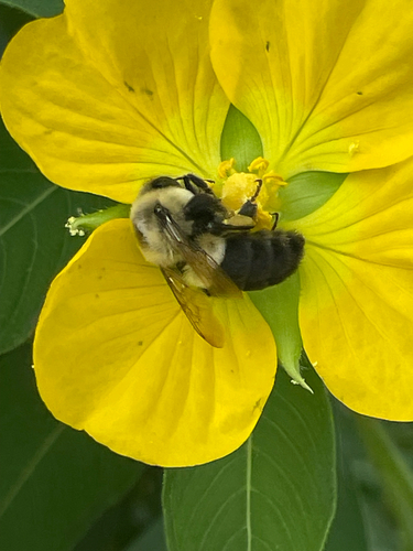 Common Eastern Bumble Bee