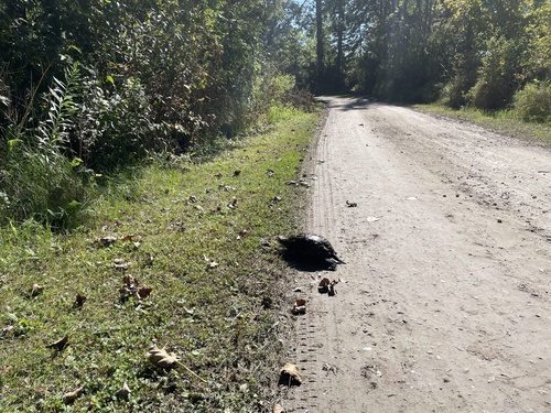 Blanding's Turtle