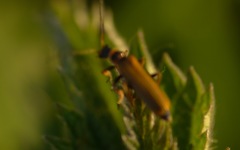 Cantharis figurata