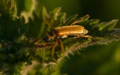 Cantharis figurata