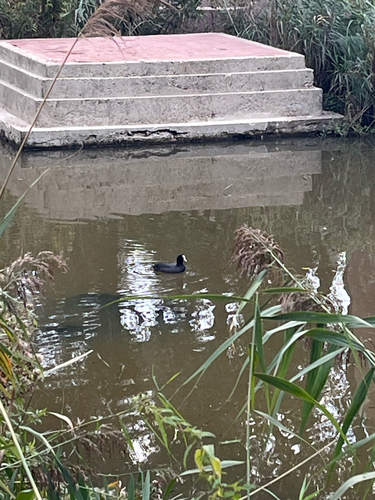 Eurasian Coot