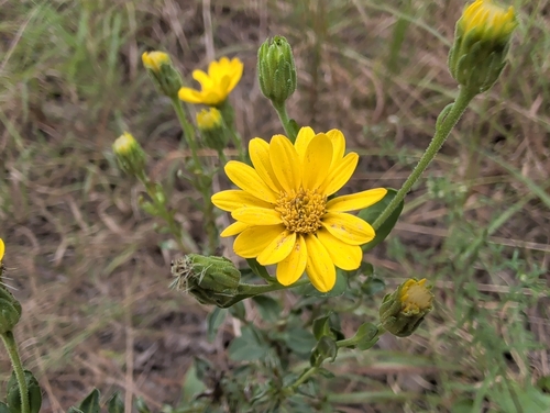 Maryland golden-aster