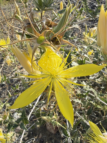 Mentzelia laevicaulis, photograph 2