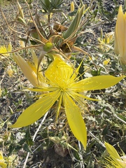 Mentzelia laevicaulis, photograph (c) Don Loarie, some rights reserved (CC BY)
