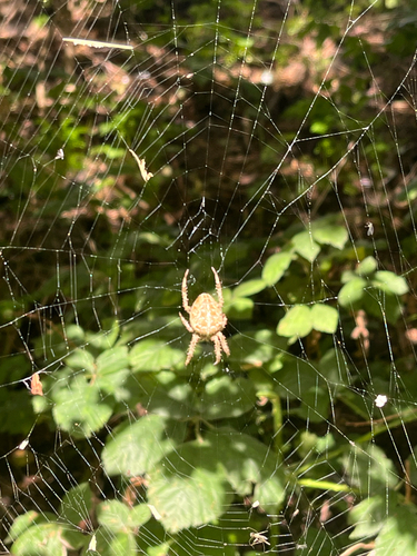 Cross Orbweaver