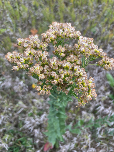 stiff-leaved goldenrod