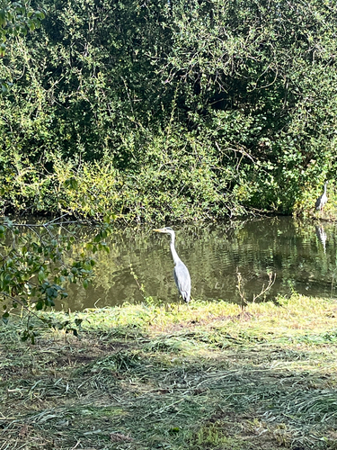 Grey Heron