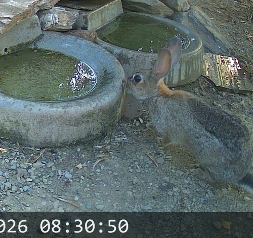 European Rabbit