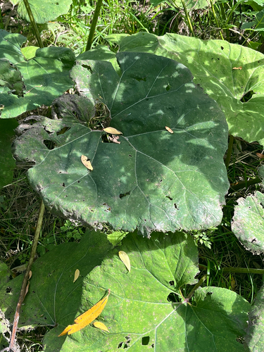 Common Butterbur