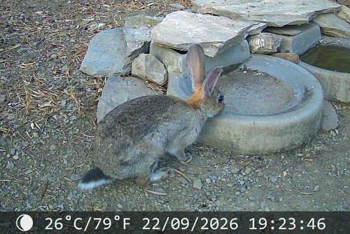 European Rabbit