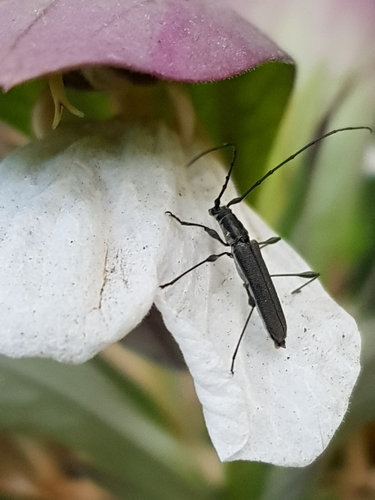 Rhopalophora tenuis