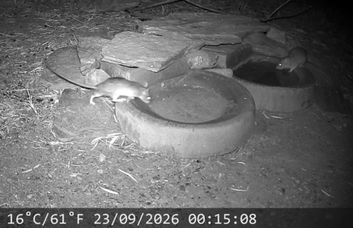Black Rat