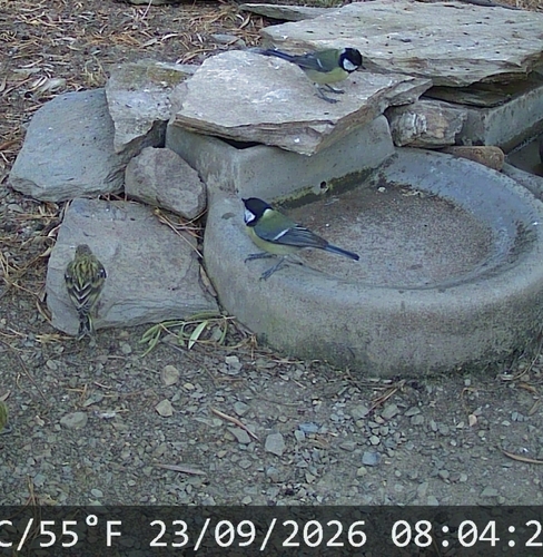 Great Tit