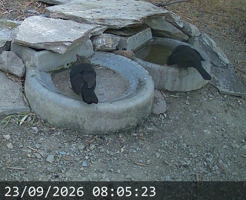 Eurasian Blackbird