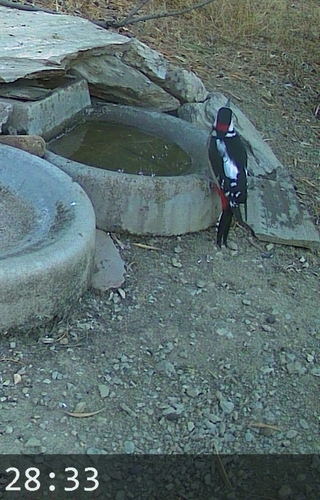 Great Spotted Woodpecker