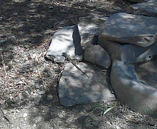 Large Psammodromus