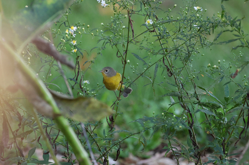 Nashville Warbler