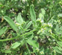 Euploca procumbens