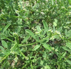 Euploca procumbens, photograph (c) Linda Jo Conn, some rights reserved (CC BY)