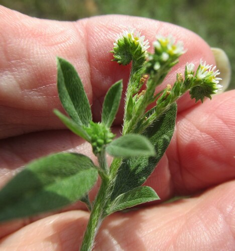 Euploca procumbens, photograph 2