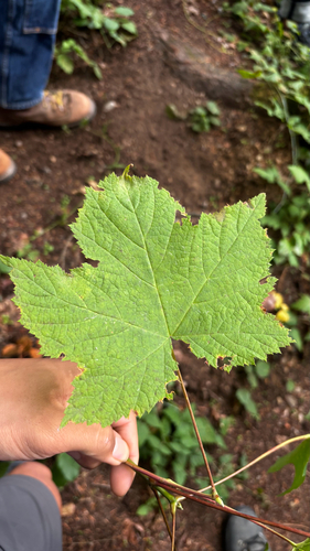 thimbleberry