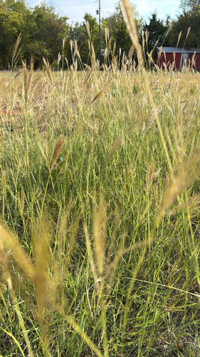 King Ranch bluestem