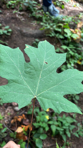 bigleaf maple