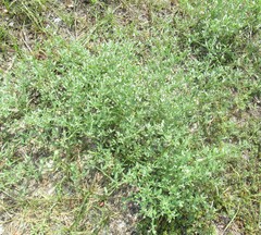 Euploca procumbens, photograph (c) Linda Jo Conn, some rights reserved (CC BY)