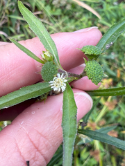 (c) David LaMagna, some rights reserved (CC BY) Eclipta prostrata, photograph (c) David LaMagna, some rights reserved (CC BY)