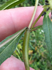 (c) David LaMagna, some rights reserved (CC BY) Eclipta prostrata, photograph (c) David LaMagna, some rights reserved (CC BY)