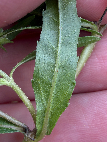Eclipta prostrata, photograph 6
