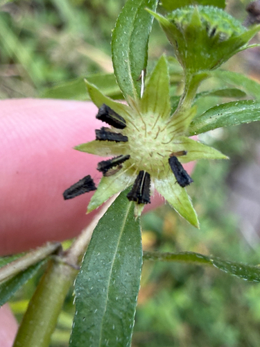 Eclipta prostrata, photograph 4