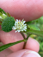 (c) David LaMagna, some rights reserved (CC BY) Eclipta prostrata, photograph (c) David LaMagna, some rights reserved (CC BY)