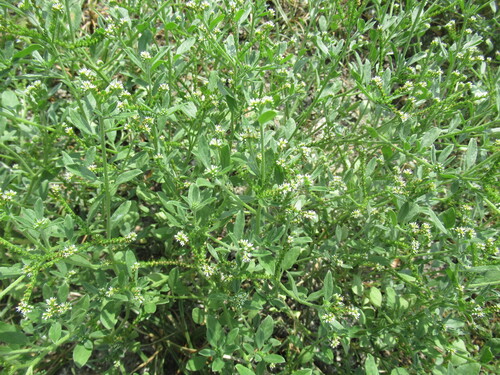 Euploca procumbens, photograph 3