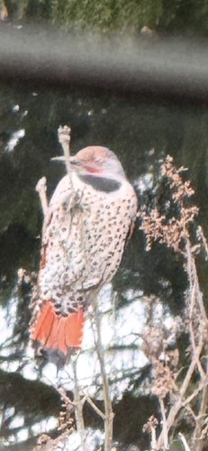 Northern Flicker