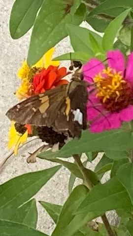 Silver-spotted Skipper