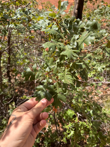 Quercus gambelii, photograph 4