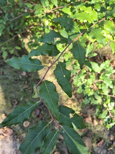 autumn olive