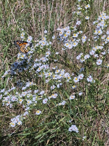 Monarch