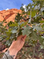 (c) Parker James Lloyd, some rights reserved (CC BY) Quercus gambelii, photograph (c) Parker James Lloyd, some rights reserved (CC BY)