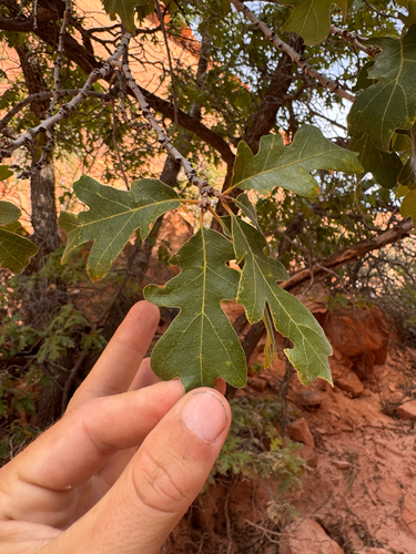 Quercus gambelii, photograph 2