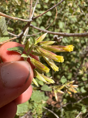 Brickellia californica