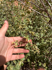 Brickellia californica, photograph (c) Parker James Lloyd, some rights reserved (CC BY)