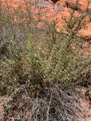 Brickellia californica, photograph (c) Parker James Lloyd, some rights reserved (CC BY)