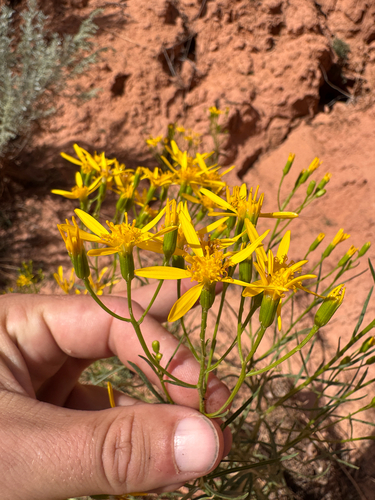 Senecio spartioides